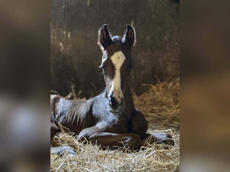 Oldenburg Mare 4 years 16,1 hh Brown in Liessel