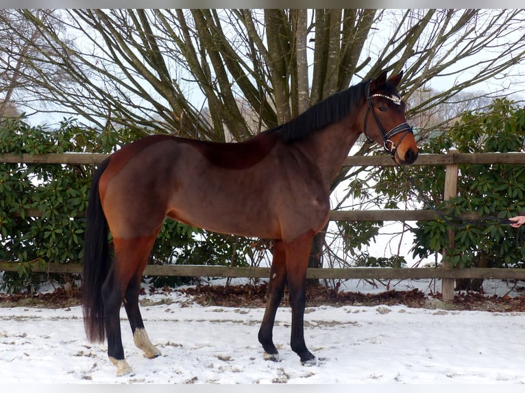Oldenburg Mare 4 years 16,1 hh Brown in Drantum