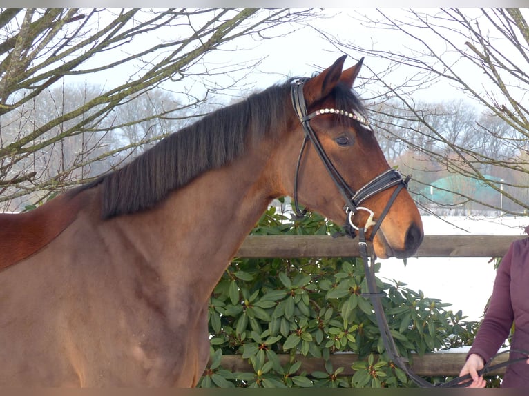 Oldenburg Mare 4 years 16,1 hh Brown in Drantum