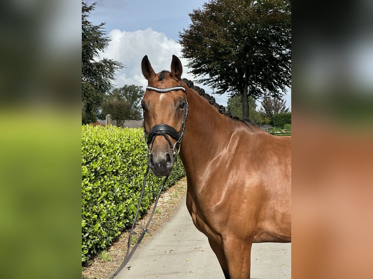 Oldenburg Mare 4 years 16,1 hh Brown in Vechta Oldenburg Mare 4 years 16,1 hh Brown in Vechta