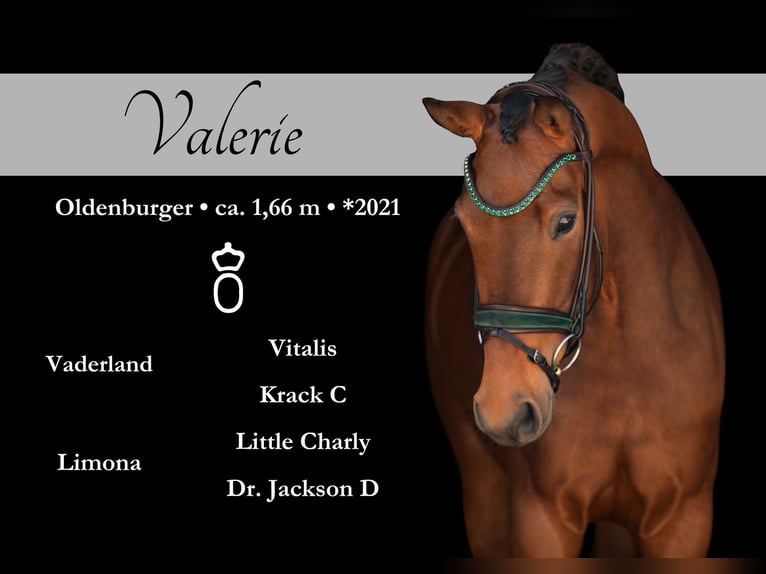 Oldenburg Mare 4 years 16,1 hh Brown in Wehringen
