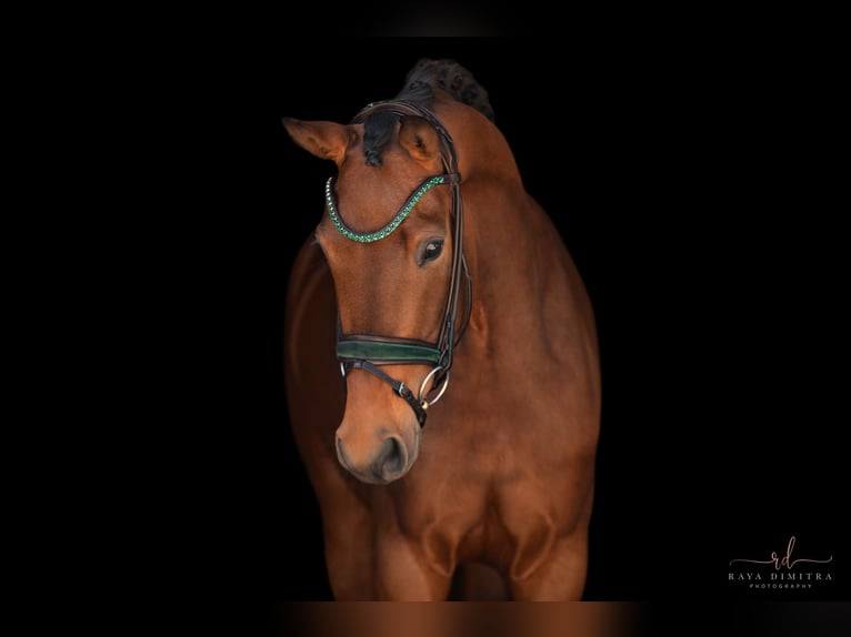 Oldenburg Mare 4 years 16,1 hh Brown in Wehringen