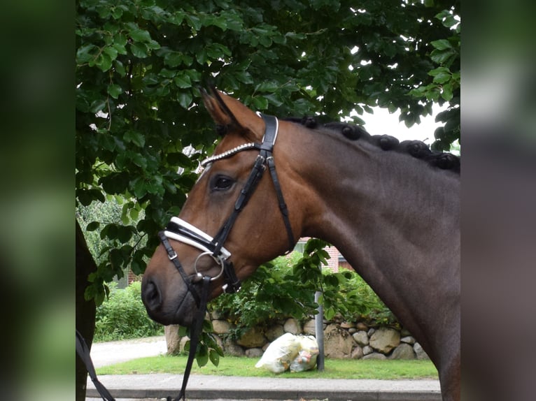 Oldenburg Mare 4 years 16,1 hh Brown in Fredenbeck