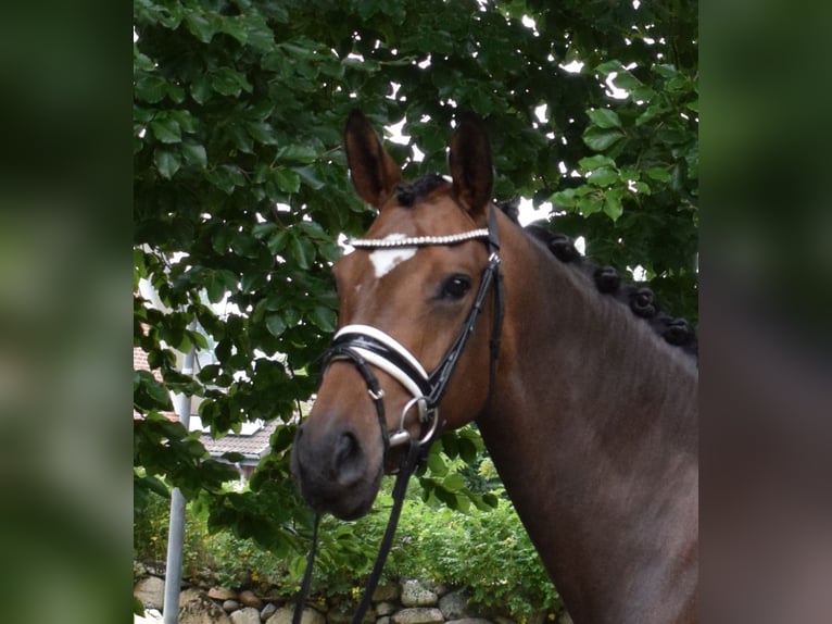 Oldenburg Mare 4 years 16,1 hh Brown in Fredenbeck