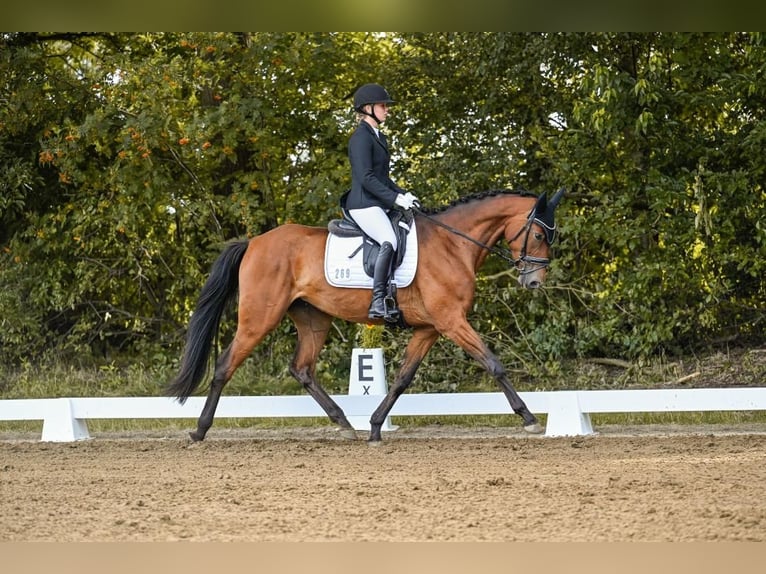 Oldenburg Mare 4 years 16,1 hh Brown in Lilienthal