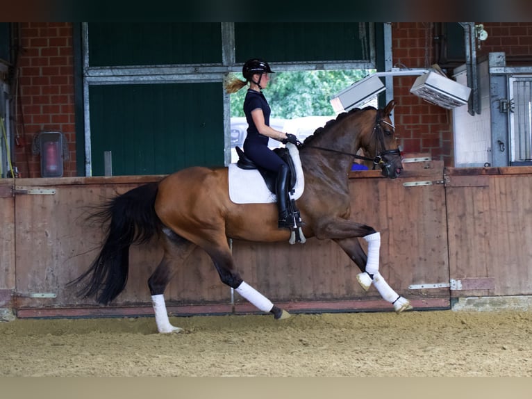 Oldenburg Mare 4 years 16,1 hh Brown in Lienen