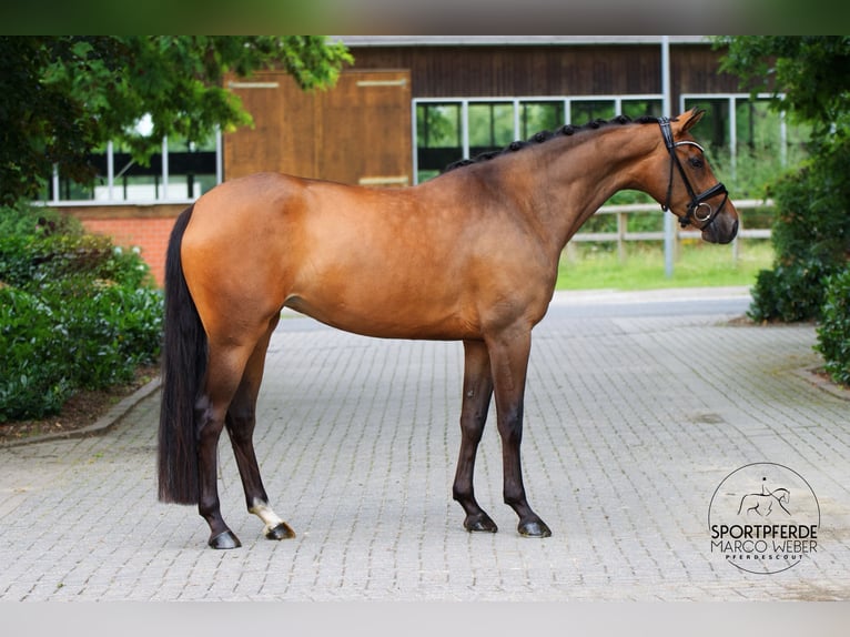 Oldenburg Mare 4 years 16,1 hh Brown in Lienen