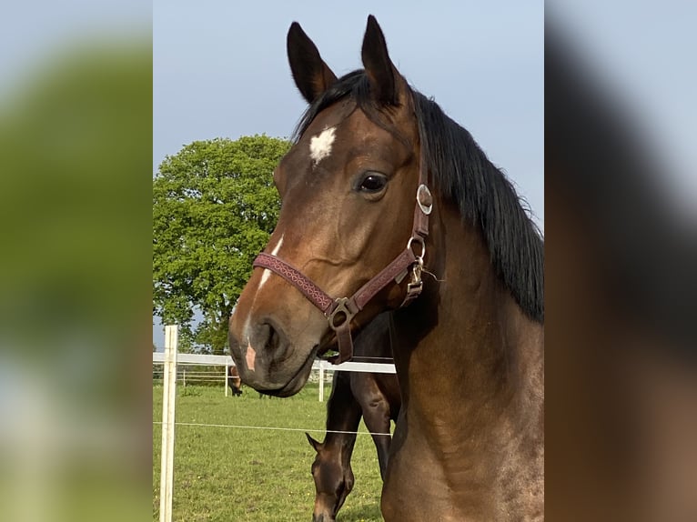 Oldenburg Mare 4 years 16,1 hh Brown in Wittmund