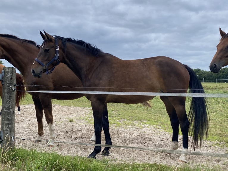 Oldenburg Mare 4 years 16,1 hh Brown in Wittmund