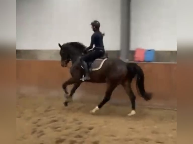 Oldenburg Mare 4 years 16,1 hh Brown in Wittmund