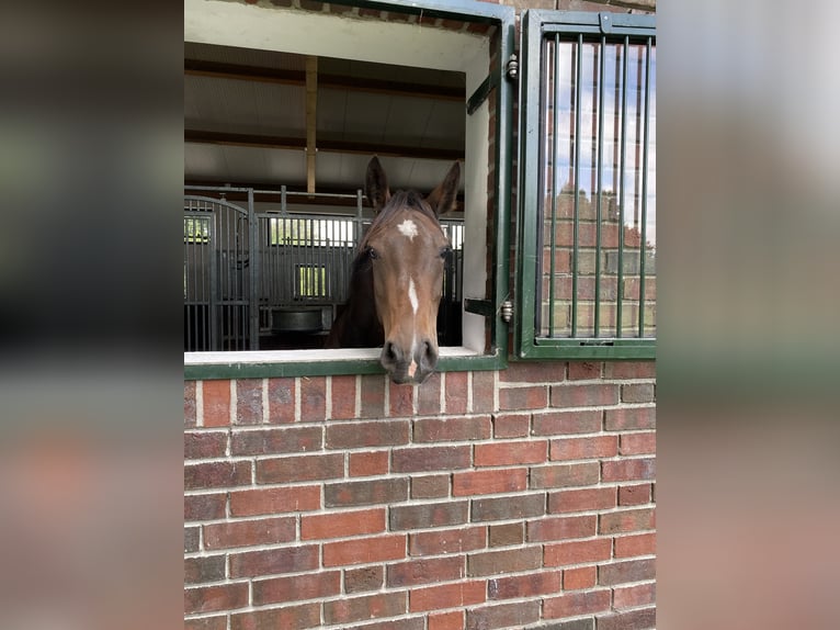Oldenburg Mare 4 years 16,1 hh Brown in Wittmund