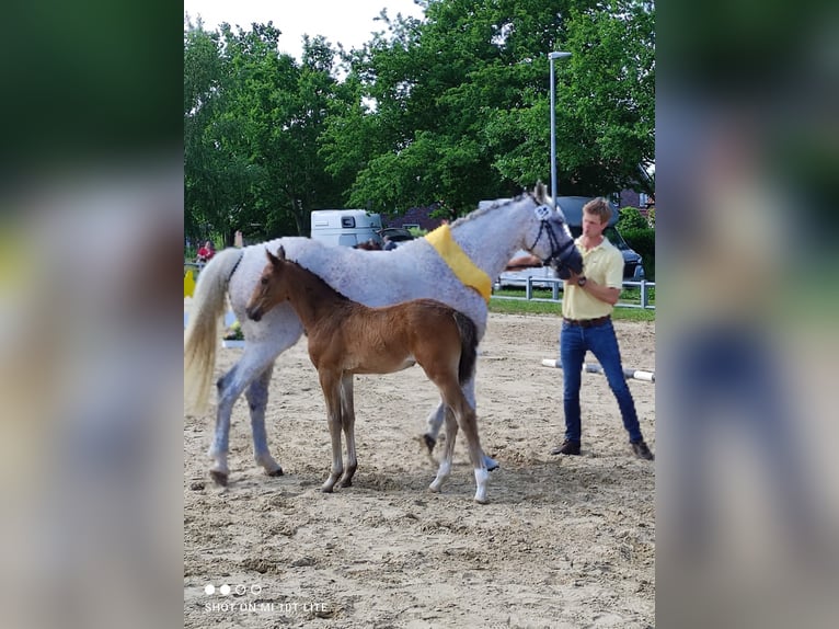Oldenburg Mare 4 years 16,1 hh Brown in Wittmund