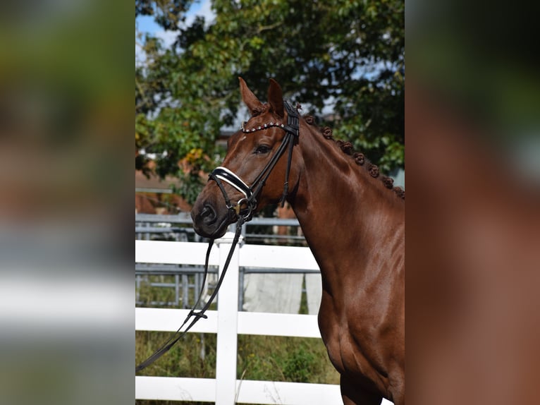 Oldenburg Mare 4 years 16,1 hh Chestnut in Sch&#xFC;lp bei Nortorf