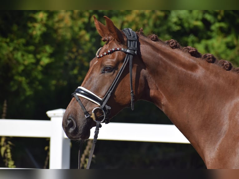 Oldenburg Mare 4 years 16,1 hh Chestnut in Sch&#xFC;lp bei Nortorf
