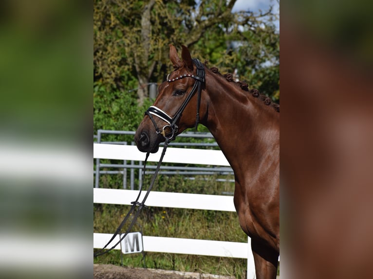 Oldenburg Mare 4 years 16,1 hh Chestnut in Sch&#xFC;lp bei Nortorf