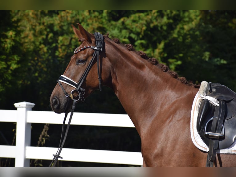 Oldenburg Mare 4 years 16,1 hh Chestnut in Sch&#xFC;lp bei Nortorf