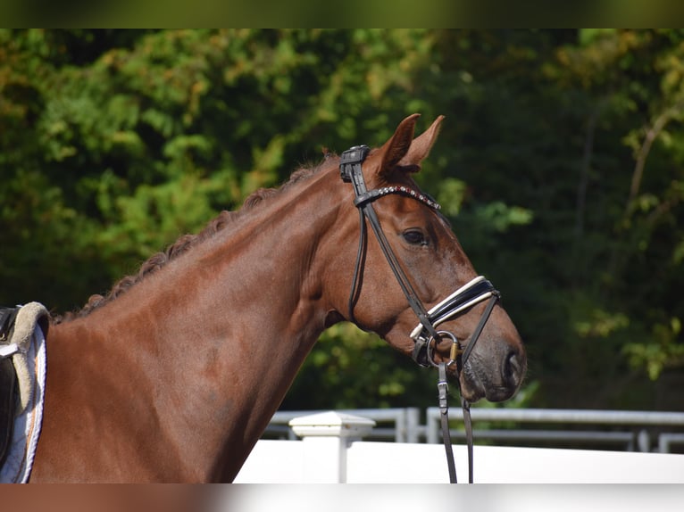 Oldenburg Mare 4 years 16,1 hh Chestnut in Sch&#xFC;lp bei Nortorf