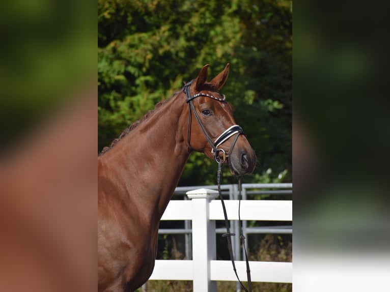 Oldenburg Mare 4 years 16,1 hh Chestnut in Sch&#xFC;lp bei Nortorf