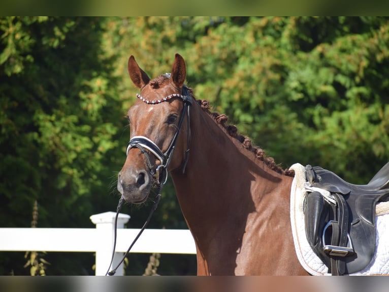 Oldenburg Mare 4 years 16,1 hh Chestnut in Sch&#xFC;lp bei Nortorf