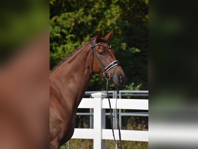 Oldenburg Mare 4 years 16,1 hh Chestnut in Sch&#xFC;lp bei Nortorf