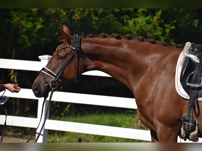 Oldenburg Mare 4 years 16,1 hh Chestnut in Sch&#xFC;lp bei Nortorf