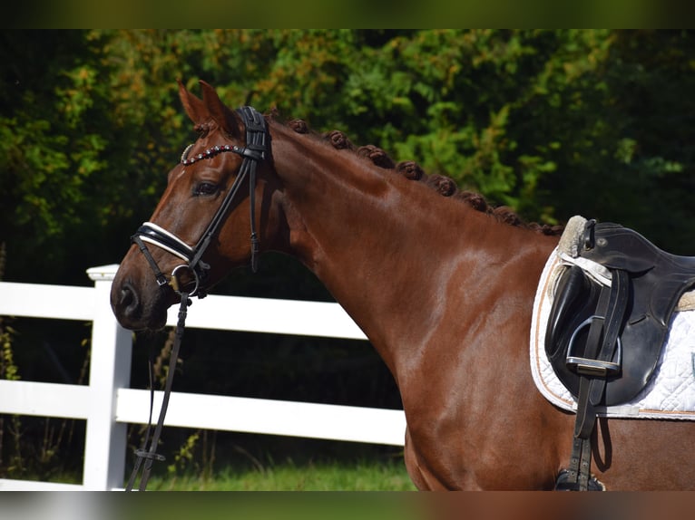 Oldenburg Mare 4 years 16,1 hh Chestnut in Sch&#xFC;lp bei Nortorf