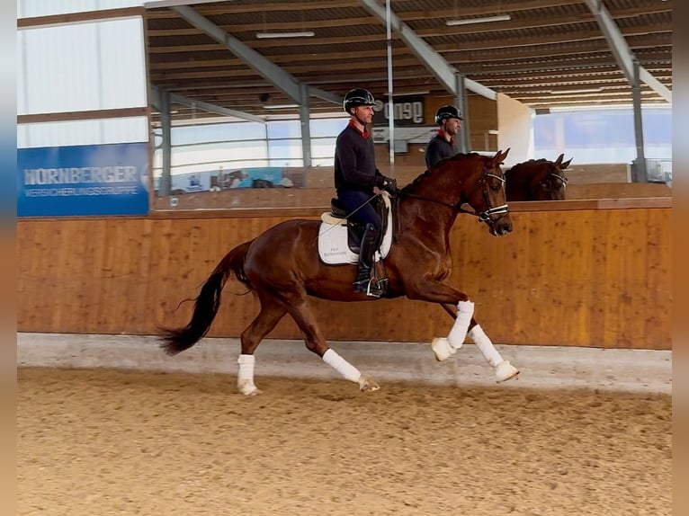 Oldenburg Mare 4 years 16,1 hh Chestnut in Gleichen