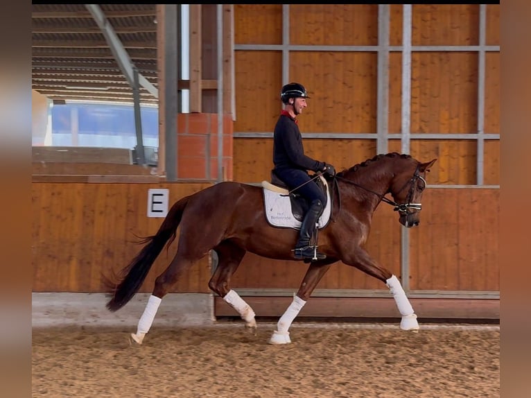 Oldenburg Mare 4 years 16,1 hh Chestnut in Gleichen