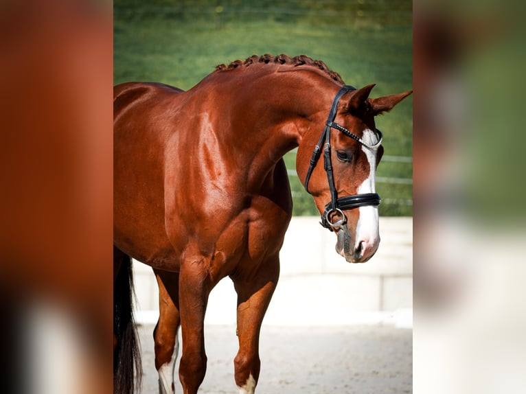 Oldenburg Mare 4 years 16,1 hh Chestnut in Nettersheim Oldenburg Mare 4 years 16,1 hh Chestnut in Nettersheim