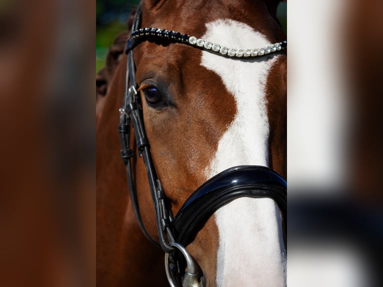 Oldenburg Mare 4 years 16,1 hh Chestnut in Nettersheim Oldenburg Mare 4 years 16,1 hh Chestnut in Nettersheim