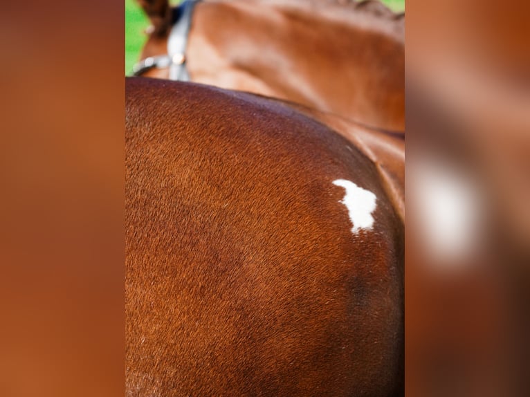 Oldenburg Mare 4 years 16,1 hh Chestnut in Nettersheim Oldenburg Mare 4 years 16,1 hh Chestnut in Nettersheim