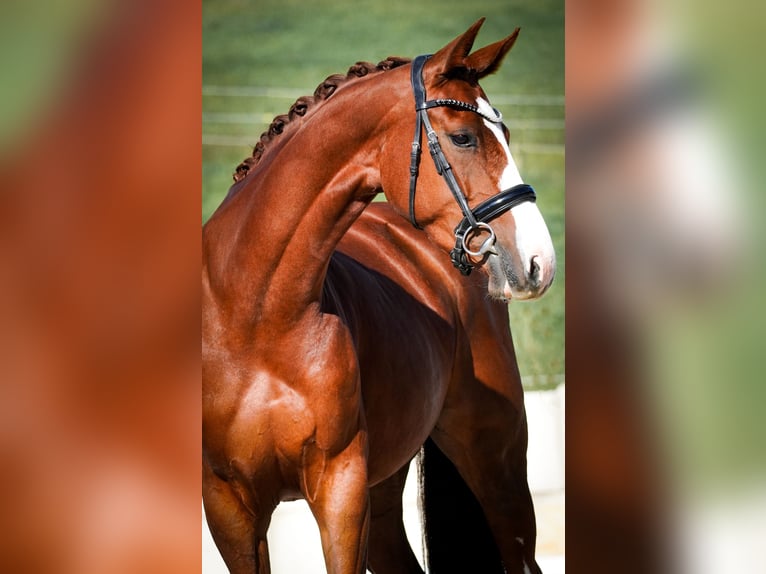 Oldenburg Mare 4 years 16,1 hh Chestnut in Nettersheim Oldenburg Mare 4 years 16,1 hh Chestnut in Nettersheim