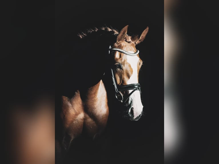 Oldenburg Mare 4 years 16,1 hh Chestnut in Nettersheim Oldenburg Mare 4 years 16,1 hh Chestnut in Nettersheim