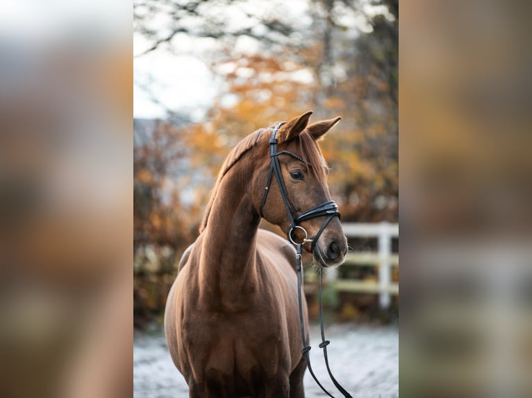 Oldenburg Mare 4 years 16,1 hh Chestnut in Paderborn