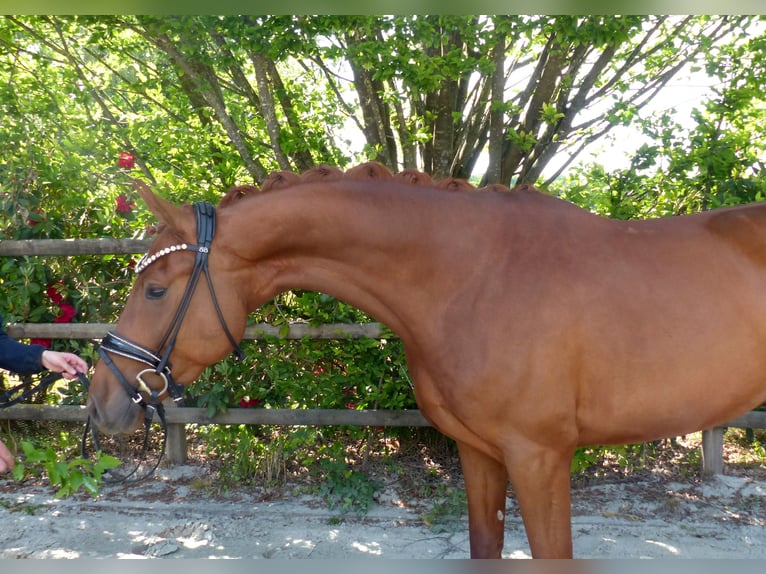 Oldenburg Mare 4 years 16,1 hh Chestnut-Red in Drantum