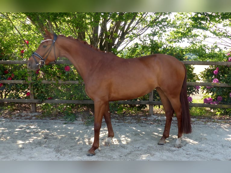 Oldenburg Mare 4 years 16,1 hh Chestnut-Red in Drantum