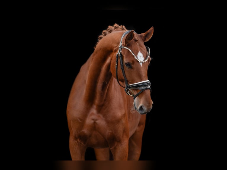 Oldenburg Mare 4 years 16,1 hh Chestnut-Red in Wehringen Oldenburg Mare 4 years 16,1 hh Chestnut-Red in Wehringen