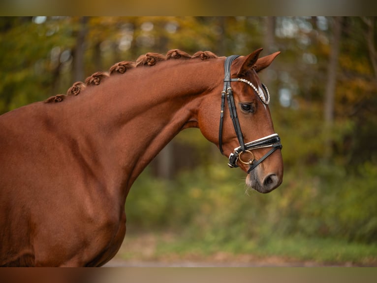 Oldenburg Mare 4 years 16,1 hh Chestnut-Red in Wehringen Oldenburg Mare 4 years 16,1 hh Chestnut-Red in Wehringen
