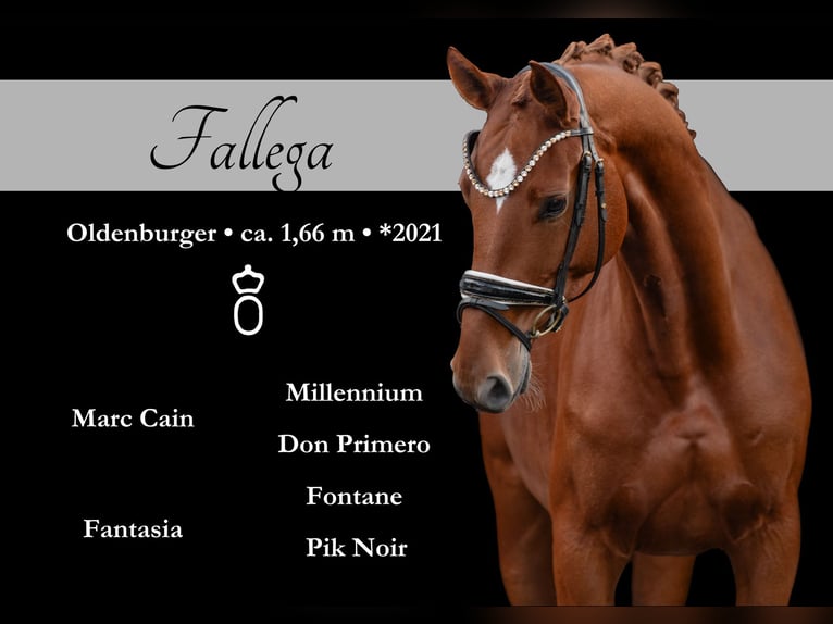 Oldenburg Mare 4 years 16,1 hh Chestnut-Red in Wehringen Oldenburg Mare 4 years 16,1 hh Chestnut-Red in Wehringen