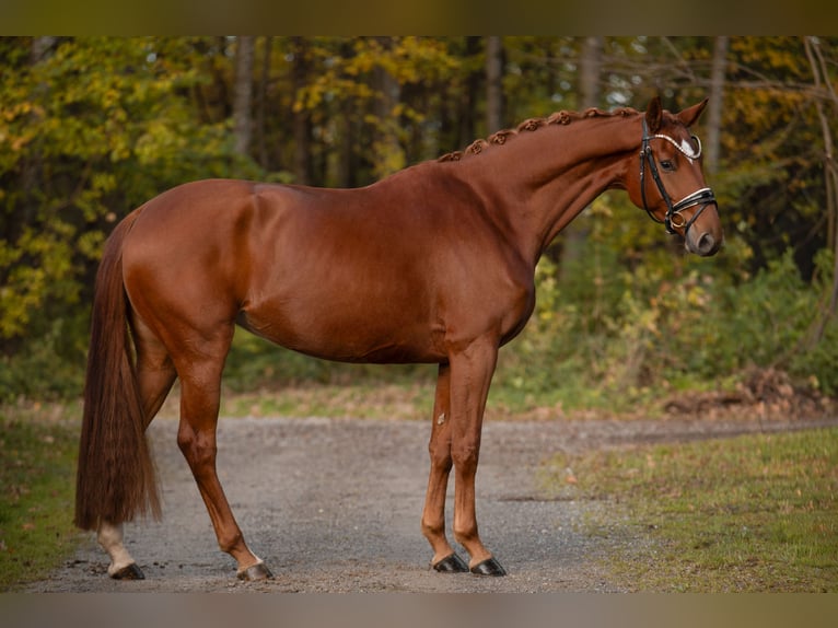 Oldenburg Mare 4 years 16,1 hh Chestnut-Red in Wehringen Oldenburg Mare 4 years 16,1 hh Chestnut-Red in Wehringen