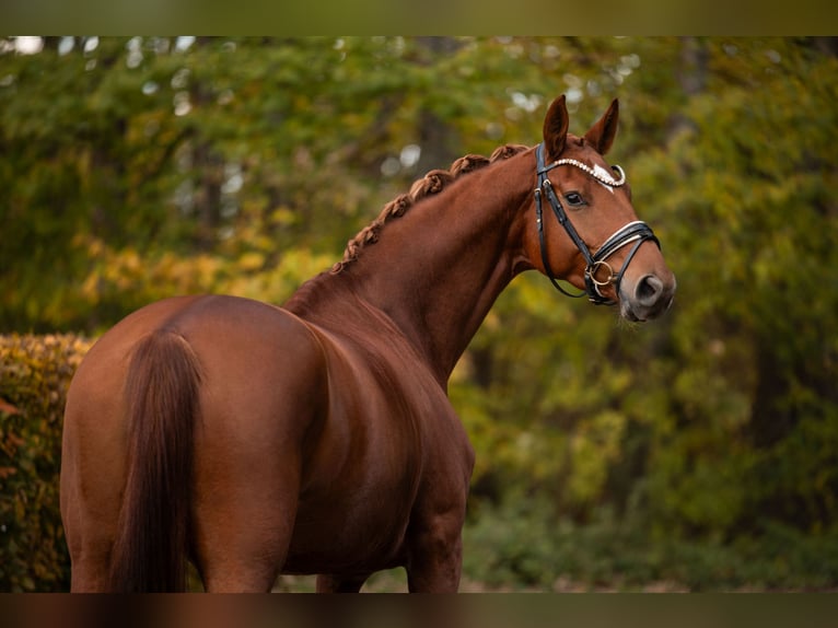 Oldenburg Mare 4 years 16,1 hh Chestnut-Red in Wehringen Oldenburg Mare 4 years 16,1 hh Chestnut-Red in Wehringen