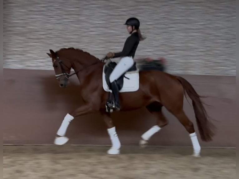 Oldenburg Mare 4 years 16,1 hh Chestnut-Red in Wehringen Oldenburg Mare 4 years 16,1 hh Chestnut-Red in Wehringen