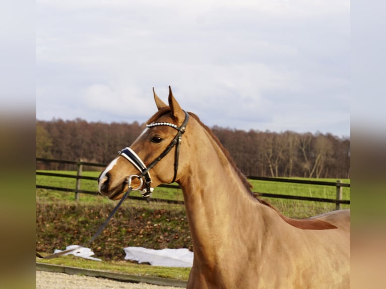 Oldenburg Mare 4 years 16,1 hh Chestnut-Red in Diepholz