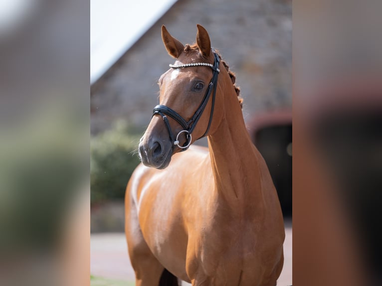 Oldenburg Mare 4 years 16,1 hh Chestnut-Red in Bramsche