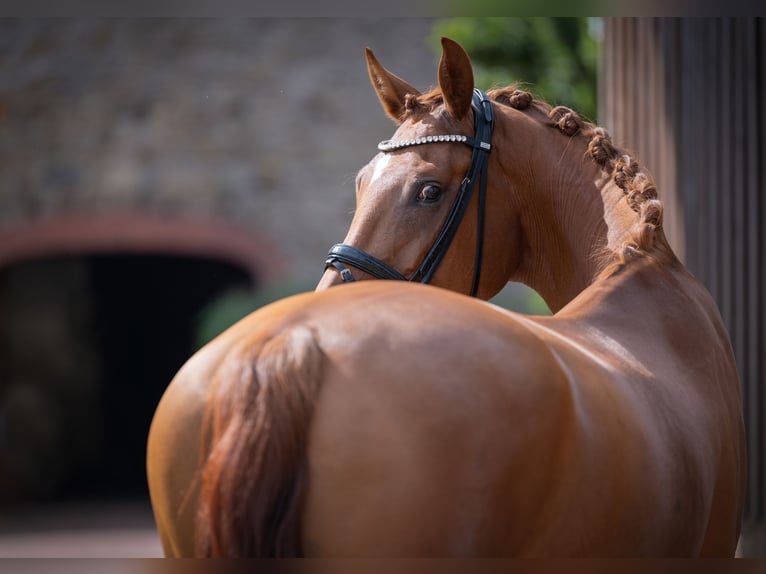 Oldenburg Mare 4 years 16,1 hh Chestnut-Red in Bramsche