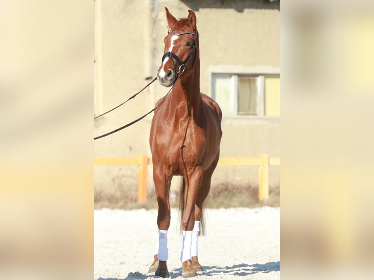 Oldenburg Mare 4 years 16,1 hh Chestnut-Red in Kolkwitz