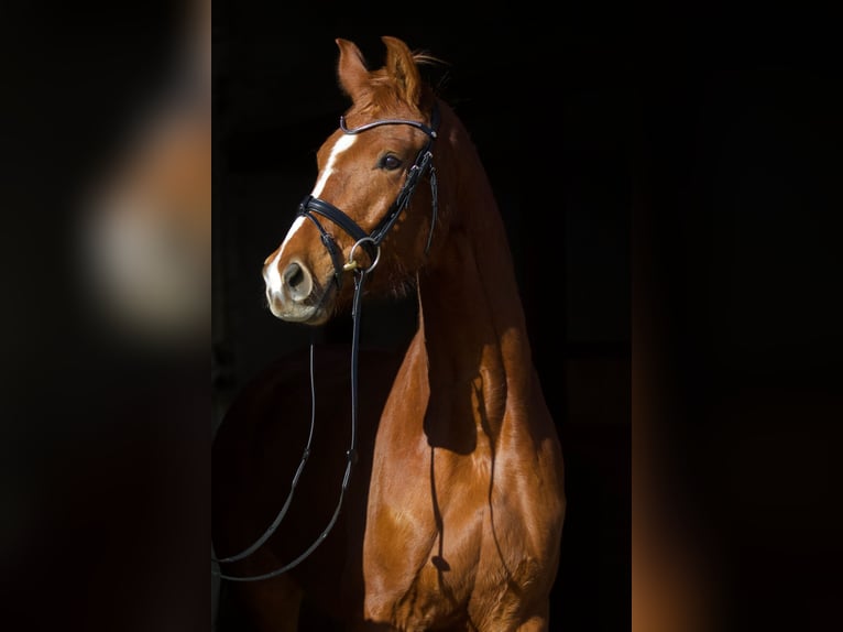 Oldenburg Mare 4 years 16,1 hh Chestnut-Red in Kolkwitz