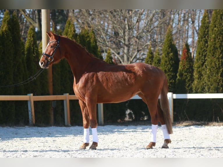 Oldenburg Mare 4 years 16,1 hh Chestnut-Red in Kolkwitz