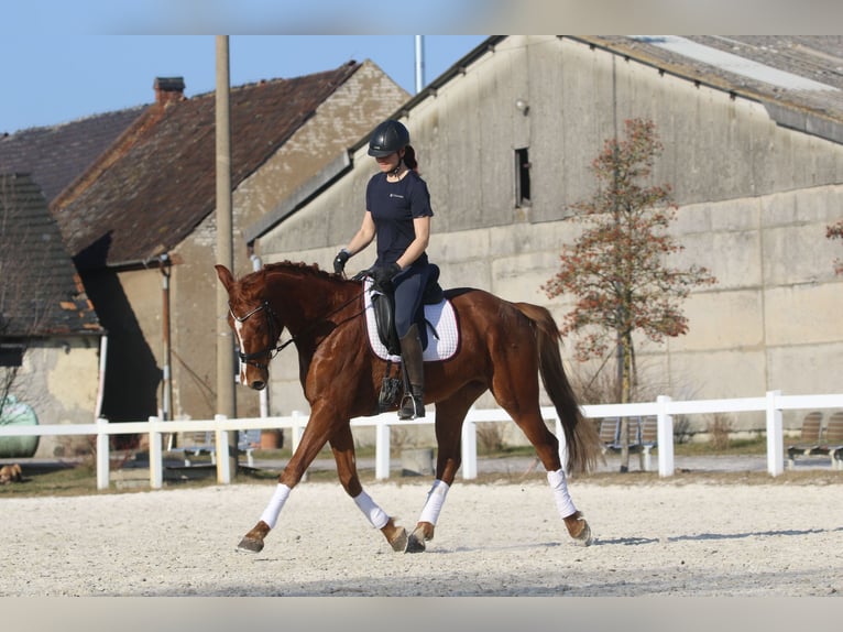 Oldenburg Mare 4 years 16,1 hh Chestnut-Red in Kolkwitz