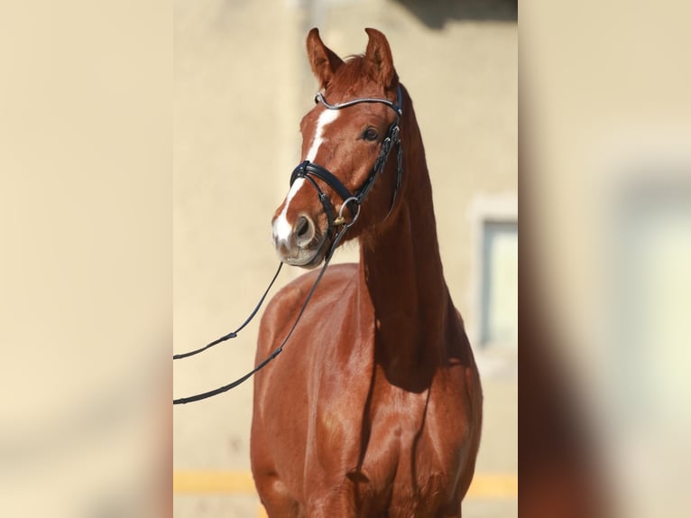 Oldenburg Mare 4 years 16,1 hh Chestnut-Red in Kolkwitz